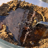 PUMPKIN & HERB | Concentrated Herbal Hair Blend